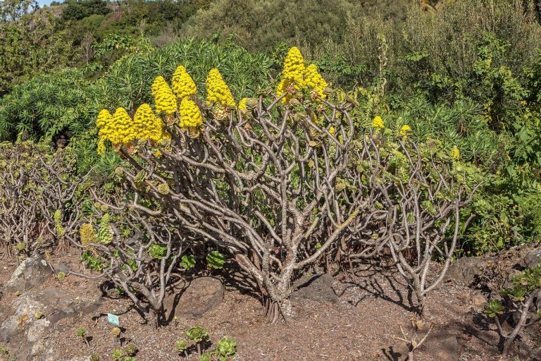 Gran Canaria