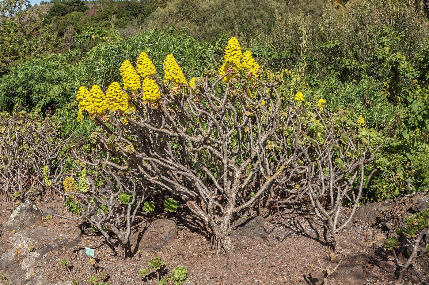 Gran Canaria